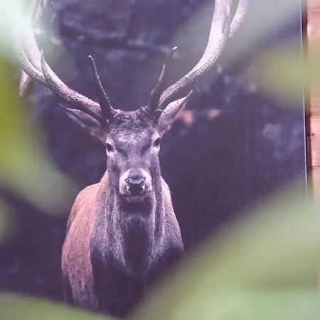 بيت خشبي Susanna Neu Mit Netflix Traveller Awards 2025